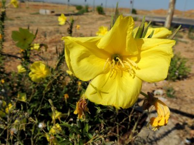 Oenothera biennis L. Onagraceae. "Enotera; errarnoa; evening primrose; hierba del asno; hierba del vino; onagra". Oenothera se pronuncia Enotera o Enótera.