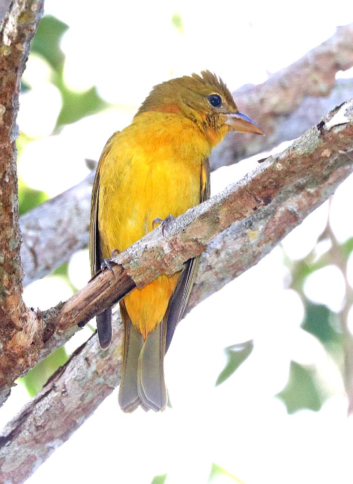 911 - SUMMER TANAGER (1-7-2020) brewer park, south miami, miami-dade co, fl -02
