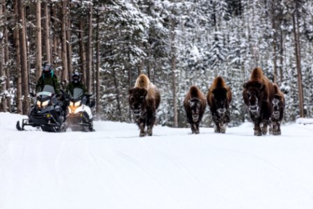 Snowmobiles passing bison on the road (3) photo