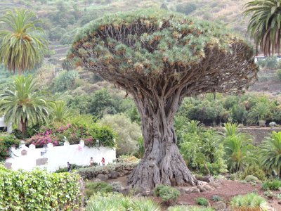 DRACAENA DRACO (L.) L. (ASPARAGACEAE). "DRAGO MILENARIO"