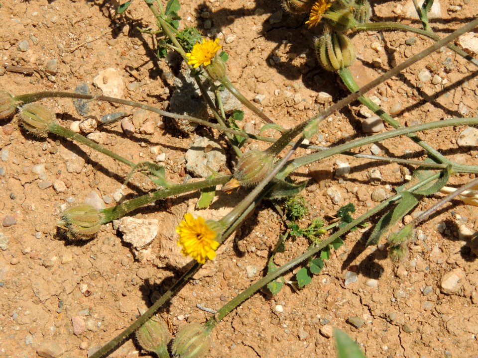 Hedypnois rhagadioloides (L.) F. W. Schmidt. Asteraceae. Alface-de-porco (portugués), Cretan weed (inglés), brujilla (español), hédypnoïs polymorphe (francés), lechuguilla salvaje (español), radicchio tubuloso (italiano), Röhrchenkraut (alemán).