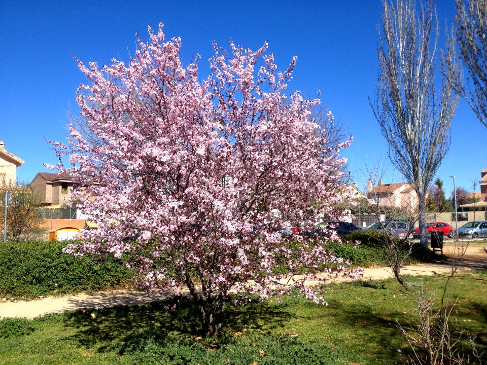 Prunus dulcis en Meco