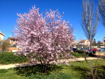 Prunus dulcis en Meco
