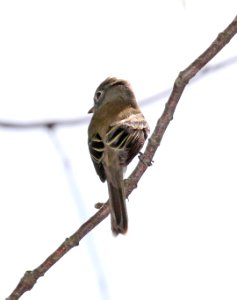 579 - LEAST FLYCATCHER (5-23-2015) worcester co, ma -12