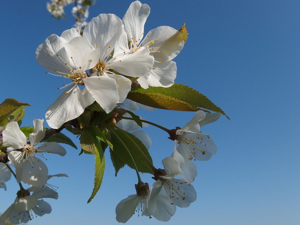 Flower blossoming cherry spring