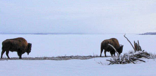 Bison along Yellowstone Lake