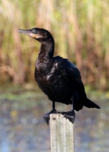 169 - NEOTROPIC CORMORANT (11-2-2016) lacassine n w r, cameron parrish, la -01