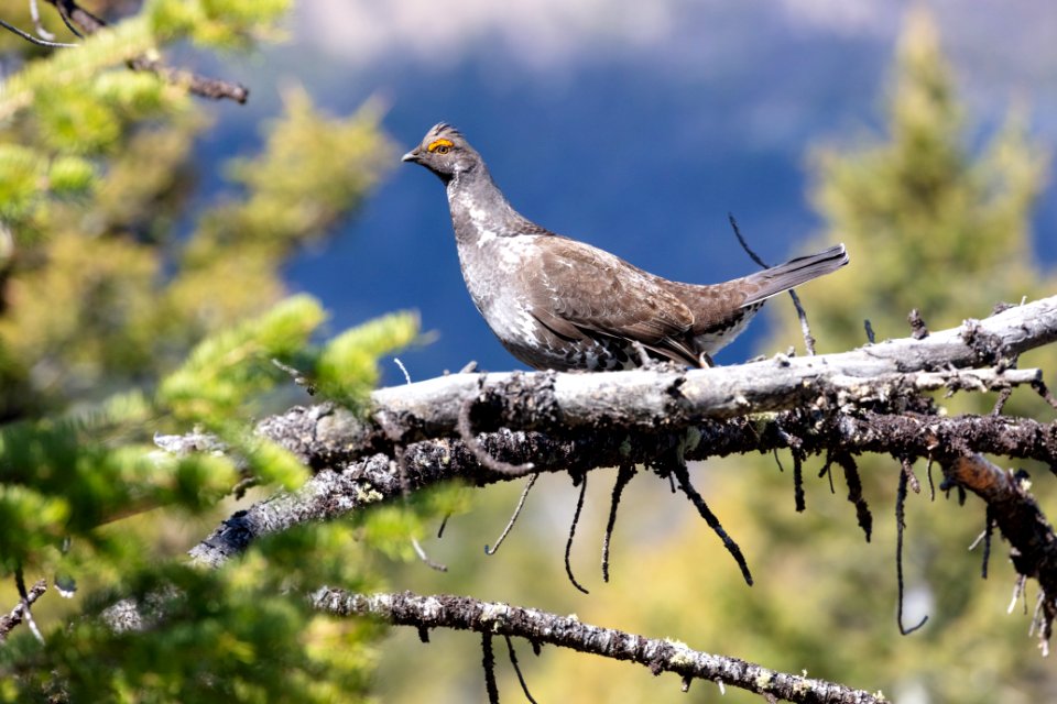 Dusky grouse perched in a tree