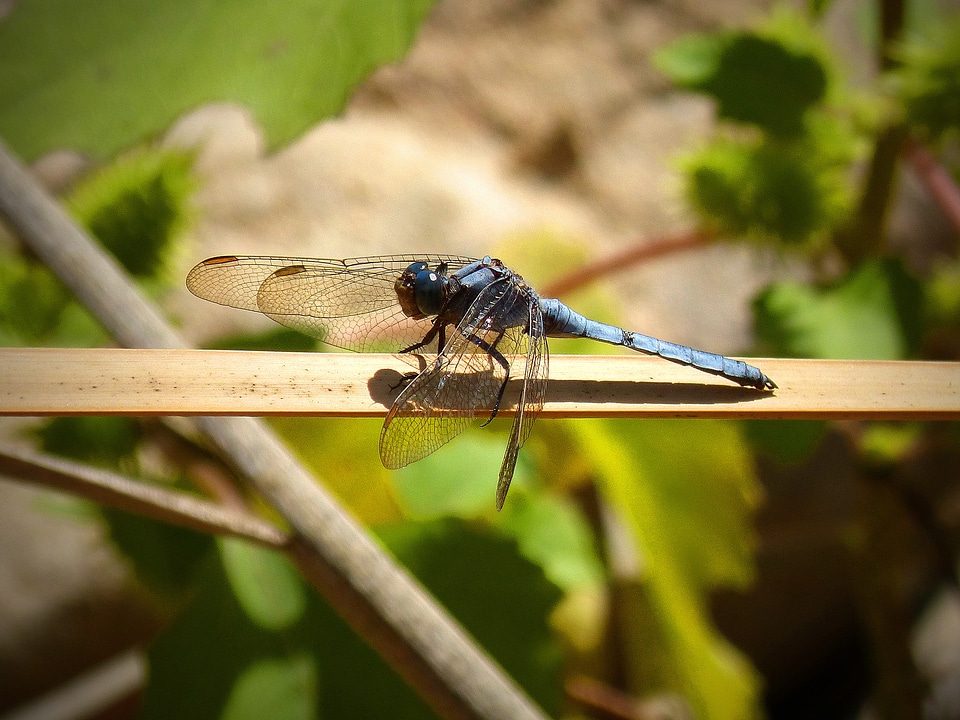 Dragonfly beauty wings branch