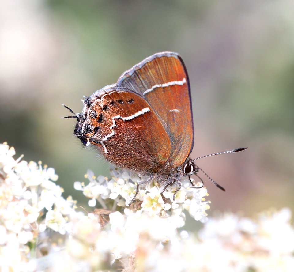 HAIRSTREAK, THICKET (Callophrys spinetorum) (6-8-2020) incinerator ridge trail, catalina mts, pima co, az -05