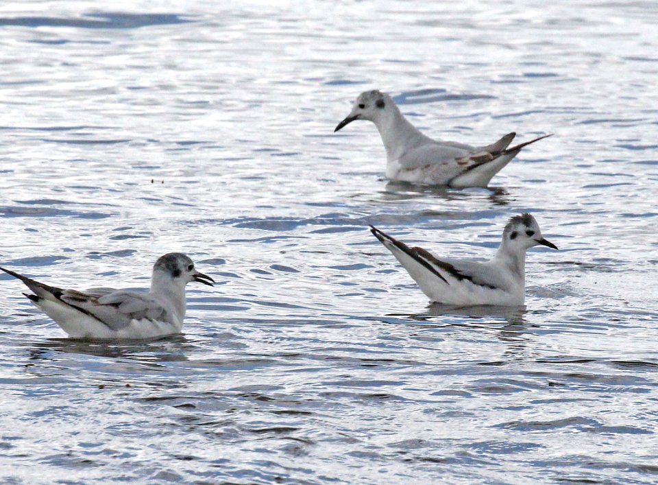 352 - LITTLE GULL (6-6-2015) pine point, scarborough, cumberland co, maine -01