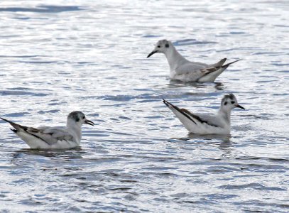 352 - LITTLE GULL (6-6-2015) pine point, scarborough, cumberland co, maine -01