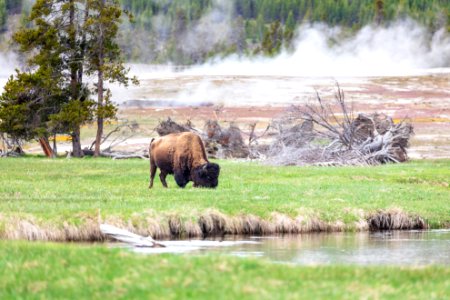 A bison grazing near the Firehole River photo