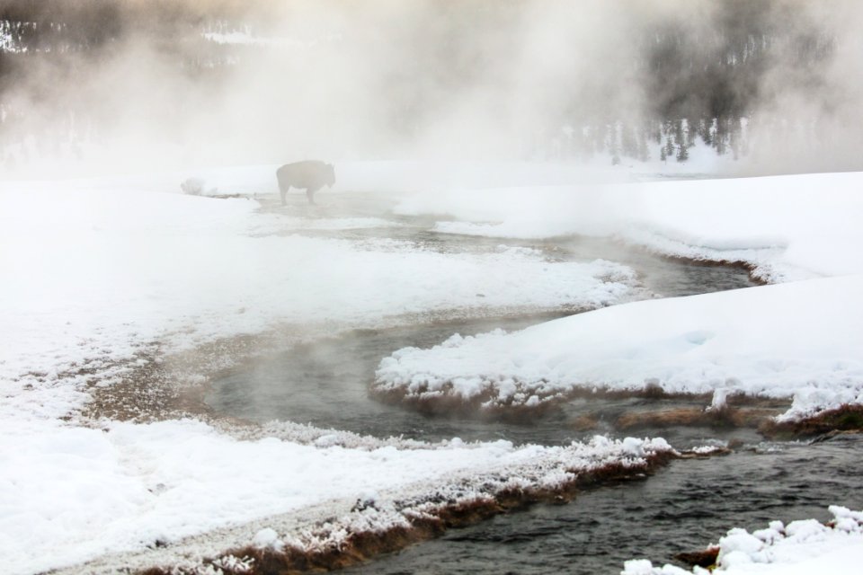 A lone bison stands in the outflow of Terrace Spring