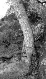 PENA BLANCA LAKE (4-9-14) west of nogales, scc, az -05 BW photo