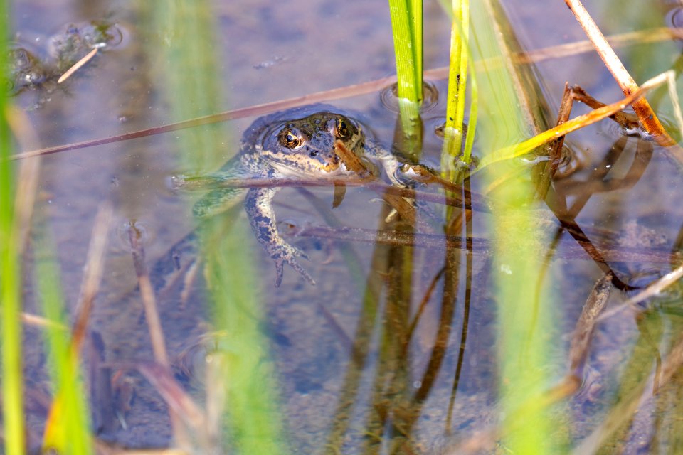 Columbia Spotted Frog (Rana luteiventris)