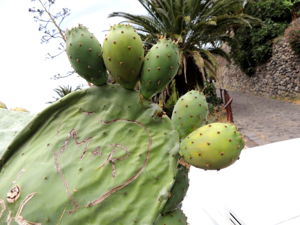 Opuntia ficus-indica (L.) Mill. Cactaceae. "Chumbera; tunera".