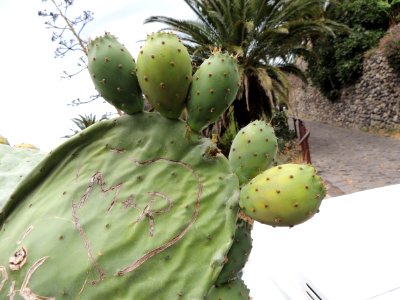 Opuntia ficus-indica (L.) Mill. Cactaceae. "Chumbera; tunera".