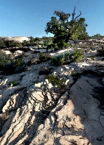 MULEY POINT, SAN JUAN CO, UTAH - 2016-09-26 - campsite in morning -17 -WATERCOLOR