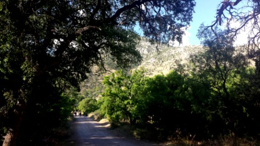 ROAD TO FLORIDA WASH, SANTA RITA MTS, AZ -04 (5-4-2015)