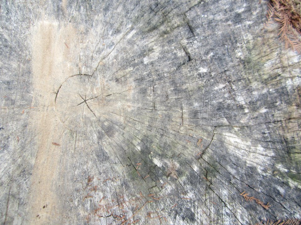 stump