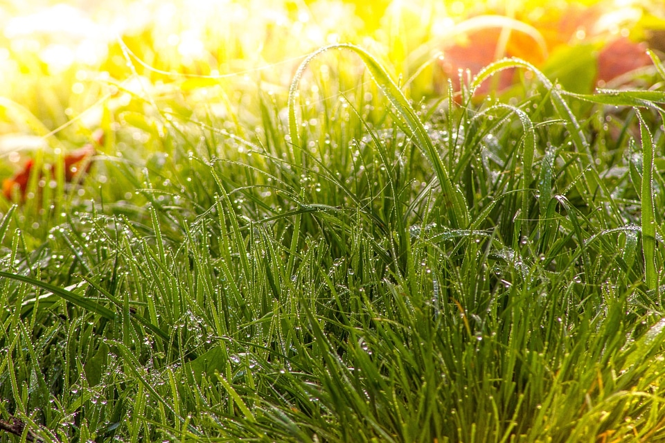 Dew nature green photo