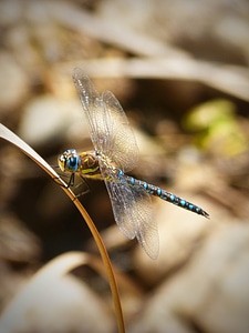 Beauty wings insect
