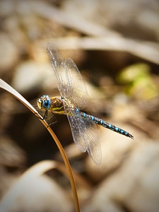 Beauty wings insect photo