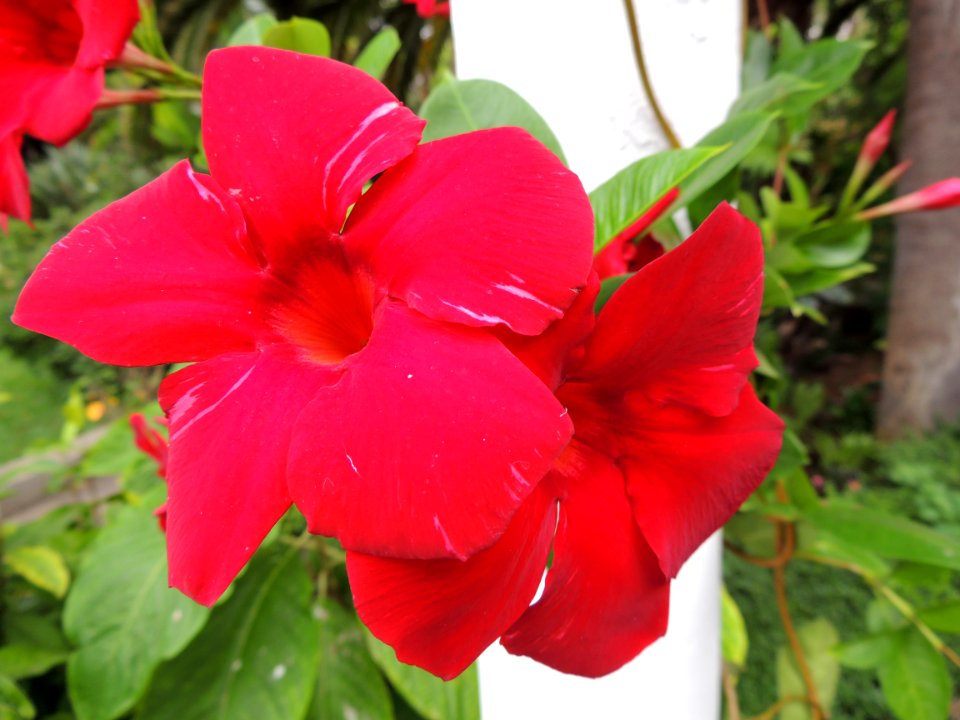 Mandevilla splendens (Hook.) Woodson. Apocynaceae.
