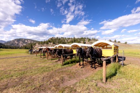 Covered wagons at Yanceys Hole