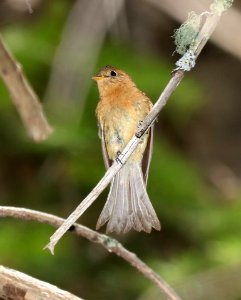 569 - TUFTED FLYCATCHER (5-13-2016) ramsey canyon, huachuca mts, cochise co, az -08