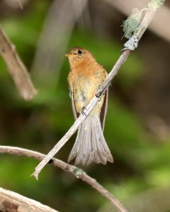 569 - TUFTED FLYCATCHER (5-13-2016) ramsey canyon, huachuca mts, cochise co, az -08 photo