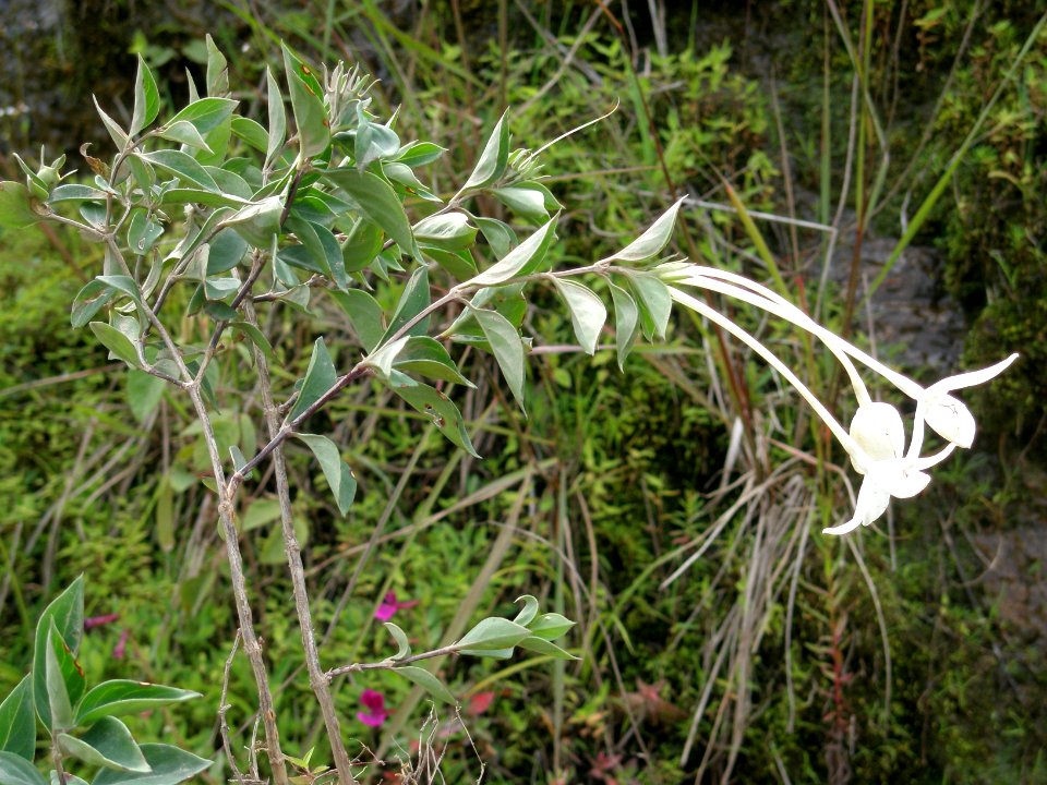 Bouvardia glabra Pol. Rubiaceae. "Jazmín de la Virgen".