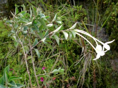 Bouvardia glabra Pol. Rubiaceae. "Jazmín de la Virgen".