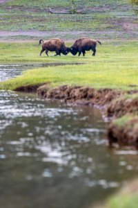 Young bulls sparring along the Madison River