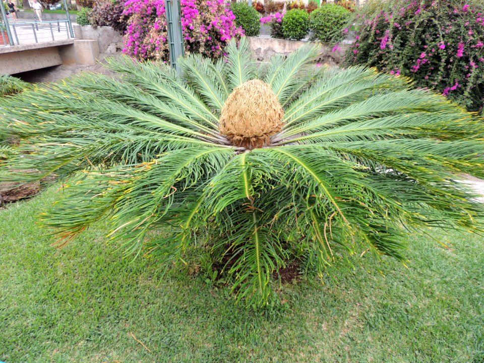 Cycas revoluta Thunb. Cycadaceae.