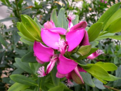 Polygala x dalmaisiana Neumann. Polygalaceae. "Milkwort," "sweet pea shrub."