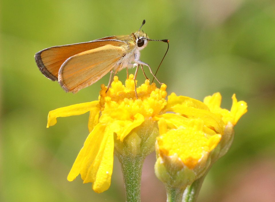 SKIPPERLING, EDWARD'S (Oarisma edwardsii) (7-7-2020) 7530 ft, sawmill spring, carr peak area, huachuca mts, cochise co, az -01