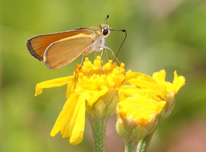 SKIPPERLING, EDWARD'S (Oarisma edwardsii) (7-7-2020) 7530 ft, sawmill spring, carr peak area, huachuca mts, cochise co, az -01