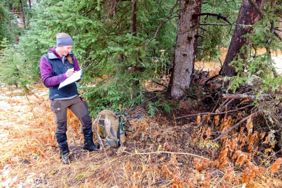 Montana State University graduate student documenting a grizzly day bed site