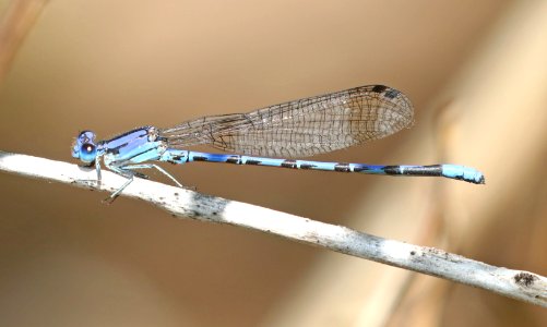 DANCER, SPINE-TIPPED (Argia extranea) (10-11-2020) sonoita creek state natural area, santa cruz co, az -01 male