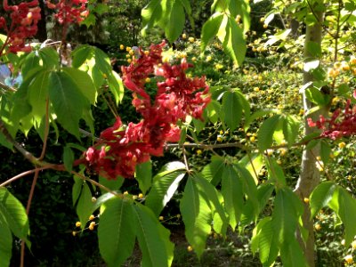 Aesculus pavia L. Sapindaceae. "Castaño de Indias rojo" (castellano), "red buckeye" (inglés). photo