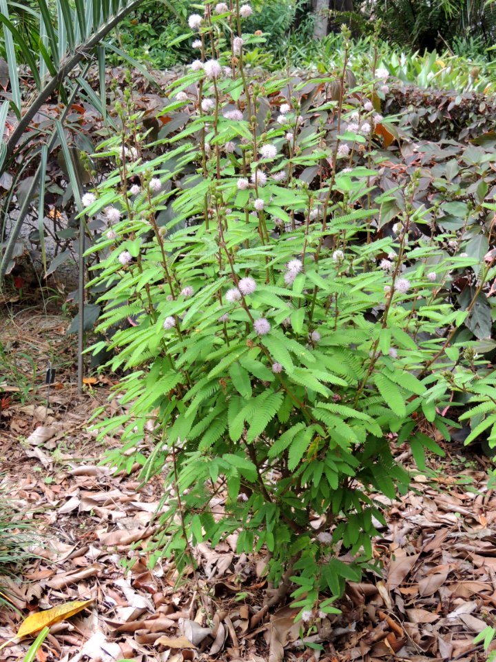 Mimosa polycarpa Kunth var. spegazzinii (Pirotta) Burkart. Fabaceae o Leguminosae.
