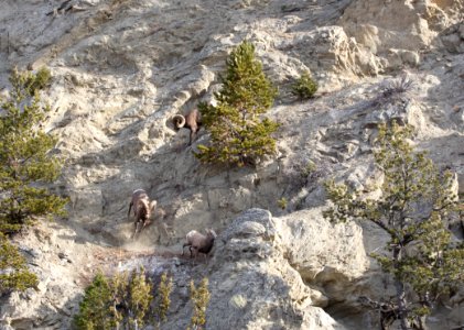 Bighorn sheep on Mt. Everts
