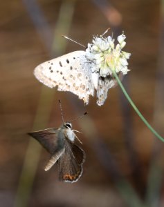 COPPER, EDITH'S (Lycaena editha)  (8-9-2017) placer co, ca -04