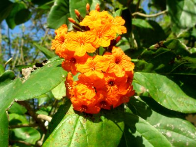 Cordia sebestena L.