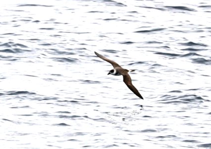 118 - BLACK-CAPPED PETREL (5-31-2017) off hatteras, dare co, nc (5)