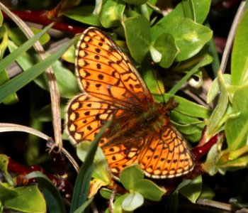FRITILLARY, BOG (Boloria eunomia) (7-20-2020) 10000 ft, bear tooth hwy, park co, wy -02