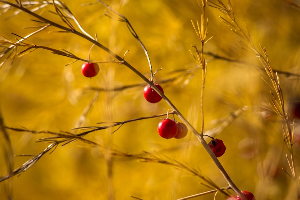 Yellow nature plant