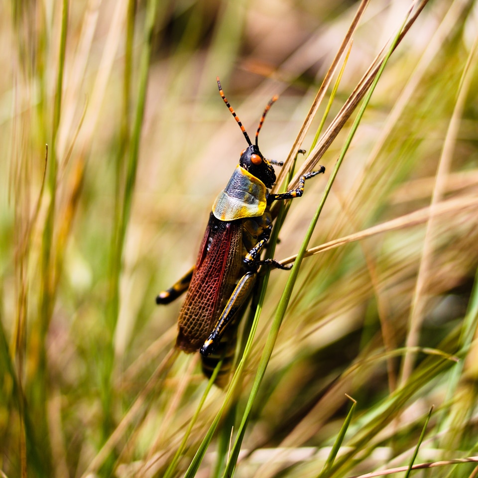 Animal grass africa